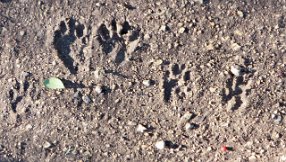 IMG_6111 Racoon Tracks, Stephen F. Austin State Park