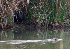 IMG_0407 Nutria