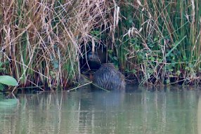 IMG_0411 Nutria