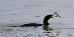 IMG_0425 Cormorant
