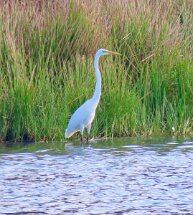 IMG_8650 Great Egret, Bovay Scout Ranch, Navasota, TX