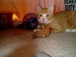 Basil under Bed