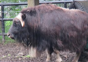IMG 1224  Musk Ox, Alaska Zoo, Anchorage, AK