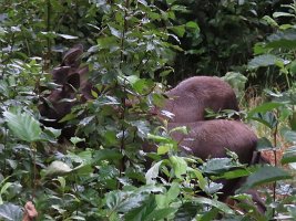 IMG 7577  Moose Calves, Seward Windsong Lodge, Seward, AK