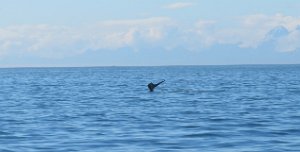 IMG_1851.jpg