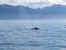 IMG_1865.jpg