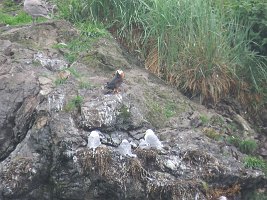 IMG 8040  Horned Puffin, Gull Island, Kachemak Bay, AK