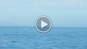 MVI_1786.mp4