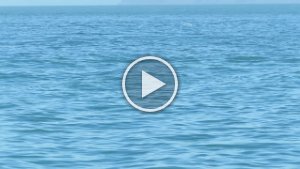 MVI_1860.mp4
