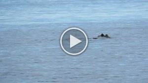 MVI_8355.mp4