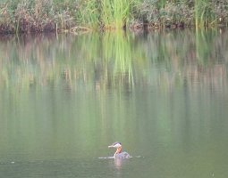 IMG 5790  Red-Necked Grebe, Talkeetna Lakes, Talkeetna, AK