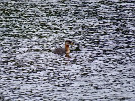 IMG 5793  Red-Necked Grebe, Talkeetna Lakes, Talkeetna, AK