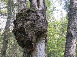 IMG 5833  Wood Burl, Talkeetna Lakes, Talkeetna, AK