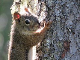 IMG 5842  Red Squirrel, Talkeetna Lakes, Talkeetna, AK