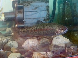 IMG 5911  Rainbow Trout Fry, Susitna Salmon Center, Talkeetna, AK