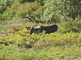 IMG 0471  Caribou, Denali National Park, AK