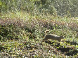 IMG 0477  Arctic Ground Squirrel, Denali National Park, AK