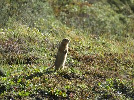 IMG 0479  Arctic Ground Squirrel, Denali National Park, AK