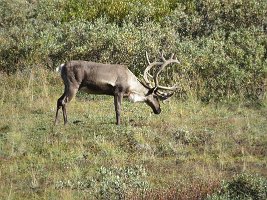 IMG 0506  Caribou, Denali National Park, AK