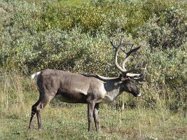 IMG 0508  Caribou, Denali National Park, AK