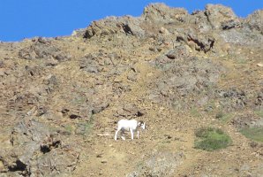IMG 0527  Dall Sheep, Denali National Park