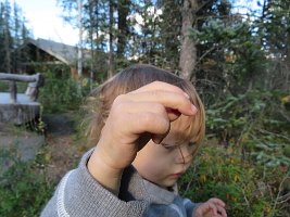IMG 0640  Phelan with a Soap Berry, Denali National Park