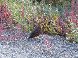 IMG 6116  Willow Ptarmigan, Denali National Park, AK