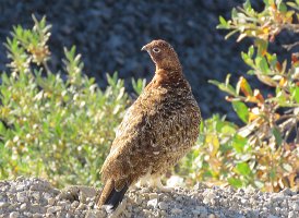 IMG 6195  Willow Ptarmigan, Denali National Park, AK