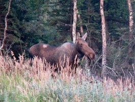IMG 1456  Moose, Richardson Highway, AK