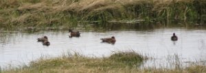 IMG 6372  American Wigeon, Moose Creek Dam, Chena Lakes Recreational, North Pole, AK