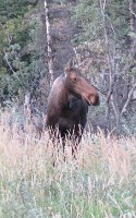 IMG 6488  Moose, Richardson Highway, AK