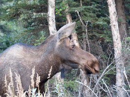 IMG 6498  Moose, Richardson Highway, AK