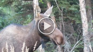 MVI 6500  Moose, Richardson Highway, AK