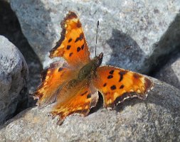 IMG 6771  Green Comma Butterfly, Root Glacier Trail, Wrangell-Saint Elias National Park AK