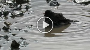 MVI 6799  Bird bathing, Root Glacier Trail, Wrangell-Saint Elias National Park, AK