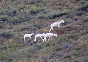 IMG 7093  Dall Sheep, Sheep Mountain Lodge, Palmer, AK