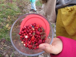 IMG 7144  Berries picked, Sheep Mountain Trails, AK