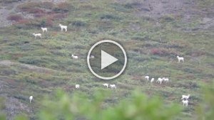 MVI 7063  Dall Sheep, Sheep Mountain Lodge, Palmer, AK