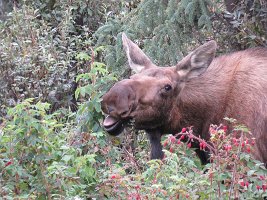 IMG 7251  Moose, Glenn Highway, Palmer, AK