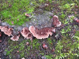 Fungus