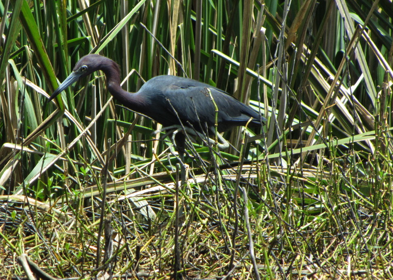 IMG_4646.JPG