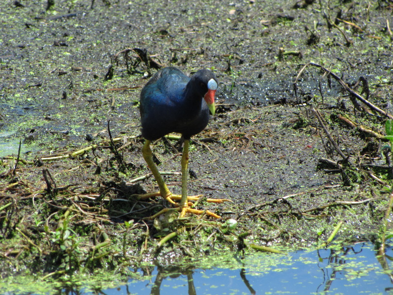 IMG_4667.JPG