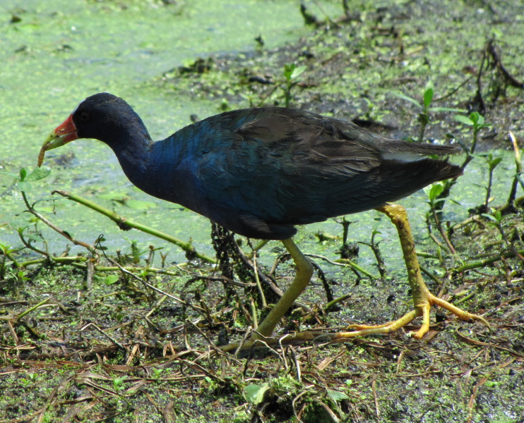 IMG_4668.JPG