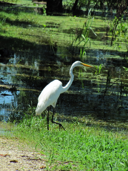 IMG_4725.jpg