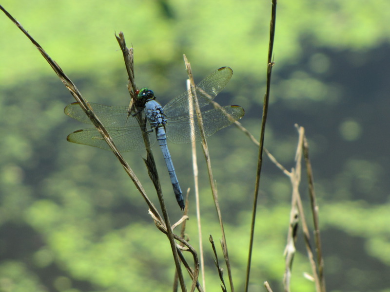 IMG_4758.JPG