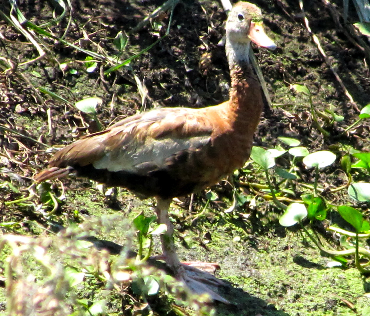 IMG_7397.JPG