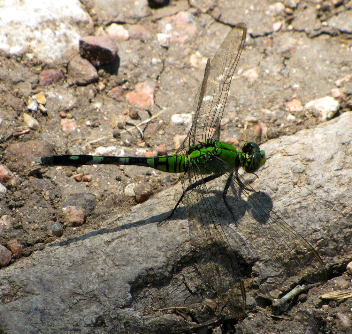 IMG_7433.JPG