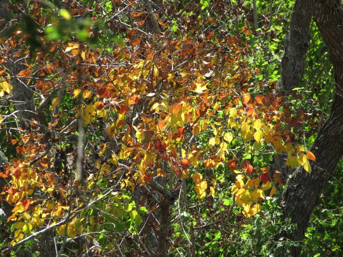 IMG_7537.JPG