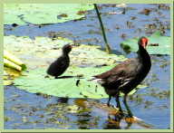 IMG_7415.JPG