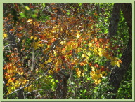 IMG_7537.JPG